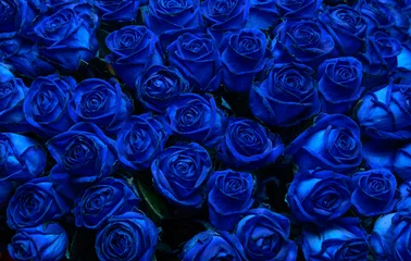 Papier Peint photo autocollant Roses roses bleues