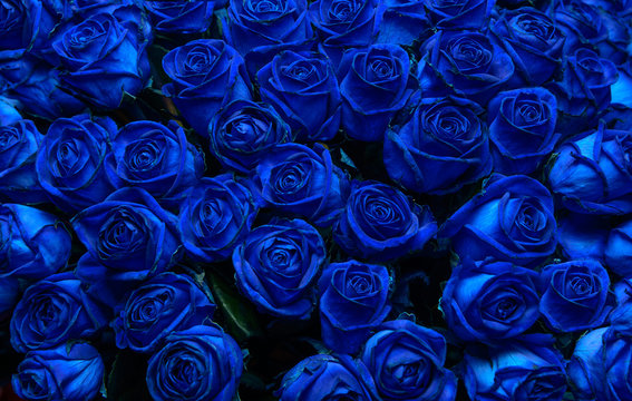 Fototapeta blue roses