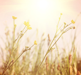 Background with beautiful yellow flowers