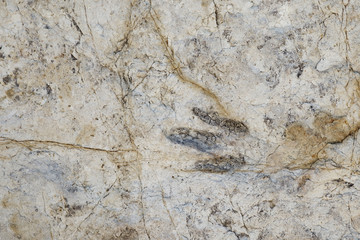 Dinosaur Footprint in Morrison, Colorado