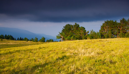 Naklejka premium Autumn field