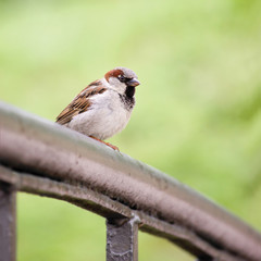 Sparrow Bird (Passer domesticus) On Bridge Rail Closeup