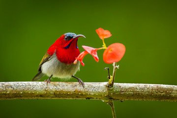 Crimson Sunbird  with flower in nature