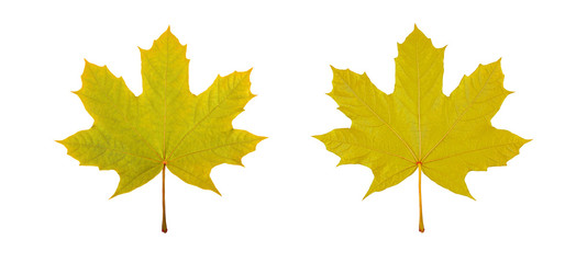 maple leaf, stock photo, multicolored leaves, autumn phase