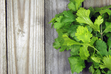 fresh coriander on wooden background