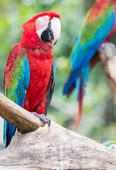 red macaw parrot stand on branch