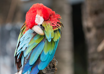 Macaw parrot cleaning their feathers.