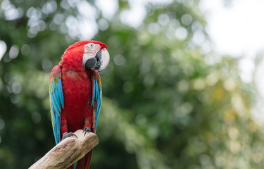 red macaw parrot stand on branch