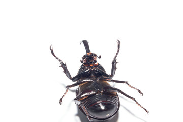Rhinoceros beetle isplate on white
