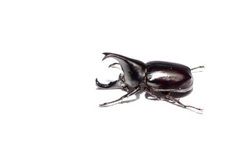 Rhinoceros beetle isplate on white