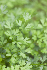 イタリアンパセリ畑