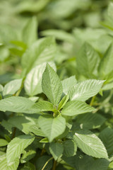 Fototapeta premium モロヘイヤ