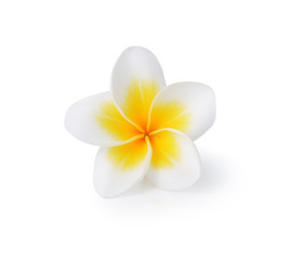 Tropical flowers frangipani (plumeria) isolated on white backgro