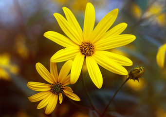 Flowers of Jerusalem artichoke.
