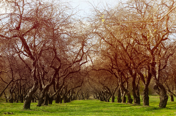 Fototapeta na wymiar Apple orchard.