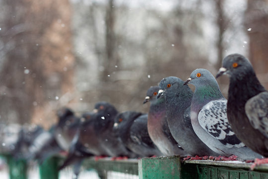 A row of pigeons.
