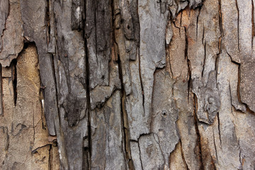 Tree bark texture wallpaper and background