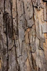 Tree bark texture wallpaper and background