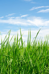 green grass meadow with blue sky background