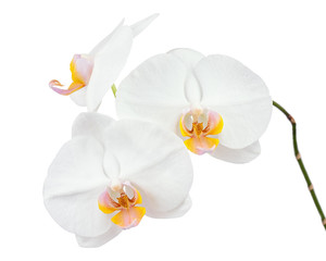 Naklejka na ściany i meble Six day old white orchid isolated on white background.