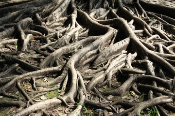 The root