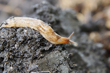 Slug crawling on the wet ground