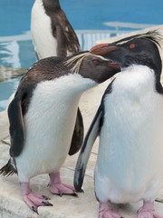 イワトビペンギン