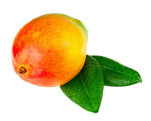 Fresh mango fruit with green leaves isolated on white background