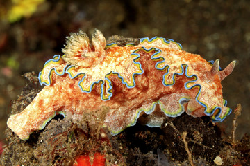 Nudibranch, Glossodoris cincta