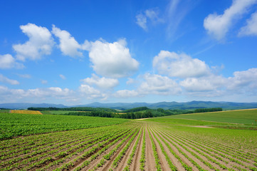 Plant farm and sky, Hokkaido, Japan