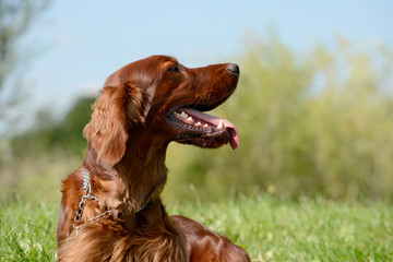 irish red setter