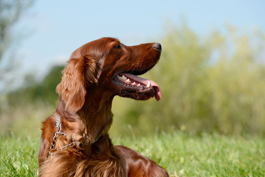 irish red setter