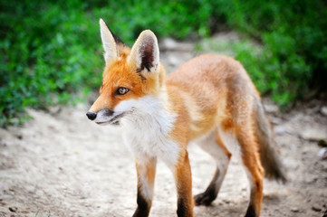 Red Fox Cub