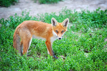 Red Fox Cub in grass