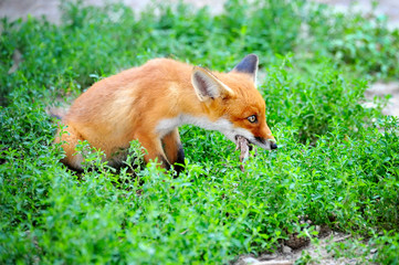 Red Fox Cub with a booty