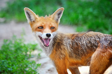 Red Fox Cub in grass. The animal smiles