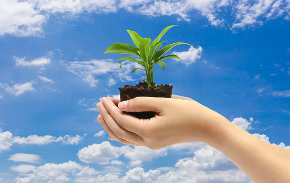 green plant in the hand on blue sky background