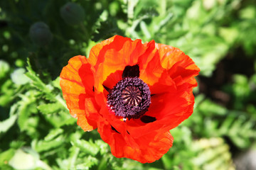 Flower red poppy, top view,  Цветок красного мака, вид сверху.