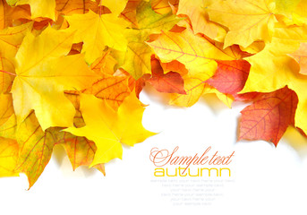 Border frame of colorful autumn leaves isolated on white
