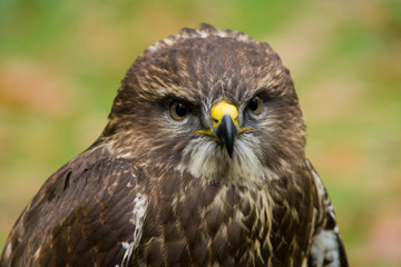 Portrait of a harris hawk