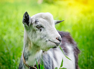 Goat on pasture closeup