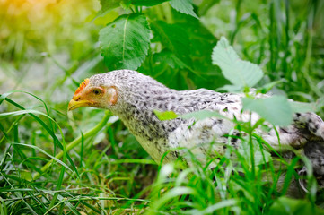 Speckled chick outdoors