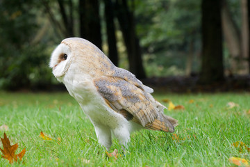 Portrait of a barn owl
