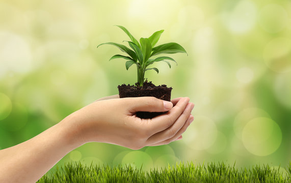 plant in the hand on natural background