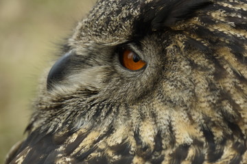 Closeup of an owl