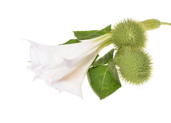 Datura  flower with leaves over white background .