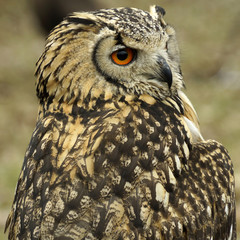 Portrait of an owl