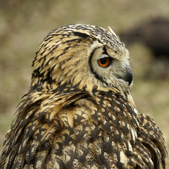 Portrait of an owl