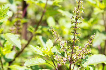 Fresh basil flower plant