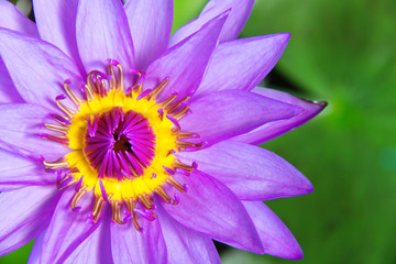 Obraz premium Pink Lotus Flower close-up